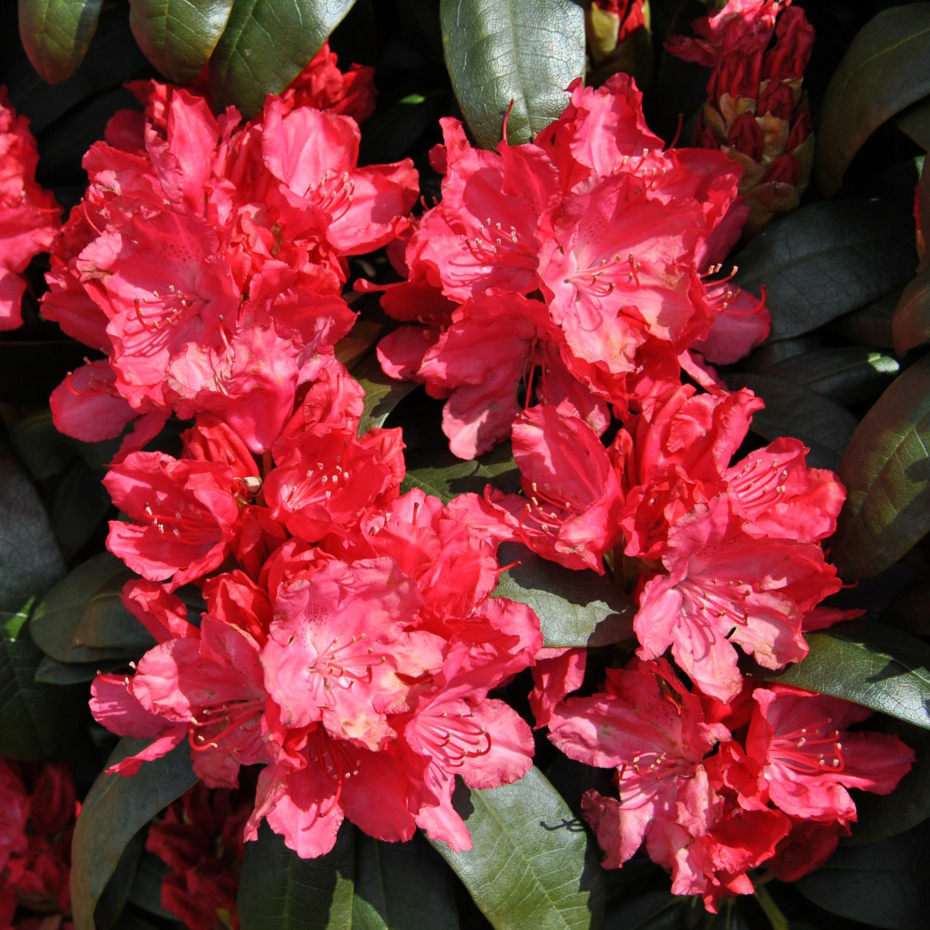 Рододендрон Астрид c1 