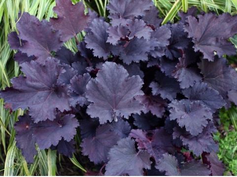 Гейхера гибридная Бинош I 1шт Поиск 