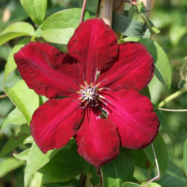 Клематис Солидарность в коробке ЦО 