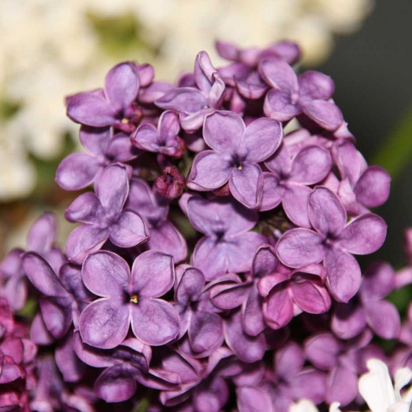 Сирень Памяти Людвига Шпетта Р23, 50-70см 