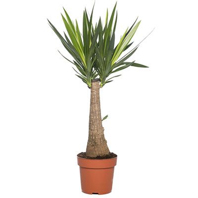 Юкка слоновая d19 h100 Tim 