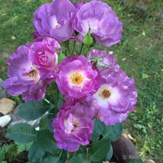 Роза Флорибунда Блю Фо Ю в коробке Биосфера 