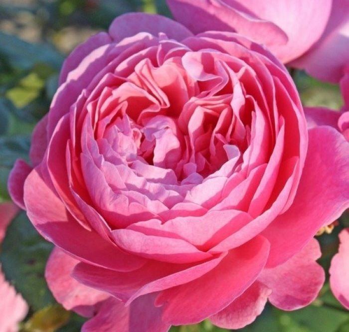 Роза шраб Келнер Флора v5 Dem 