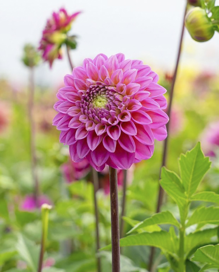 Клубень Георгина Пинк Поп (I), 1шт/уп 