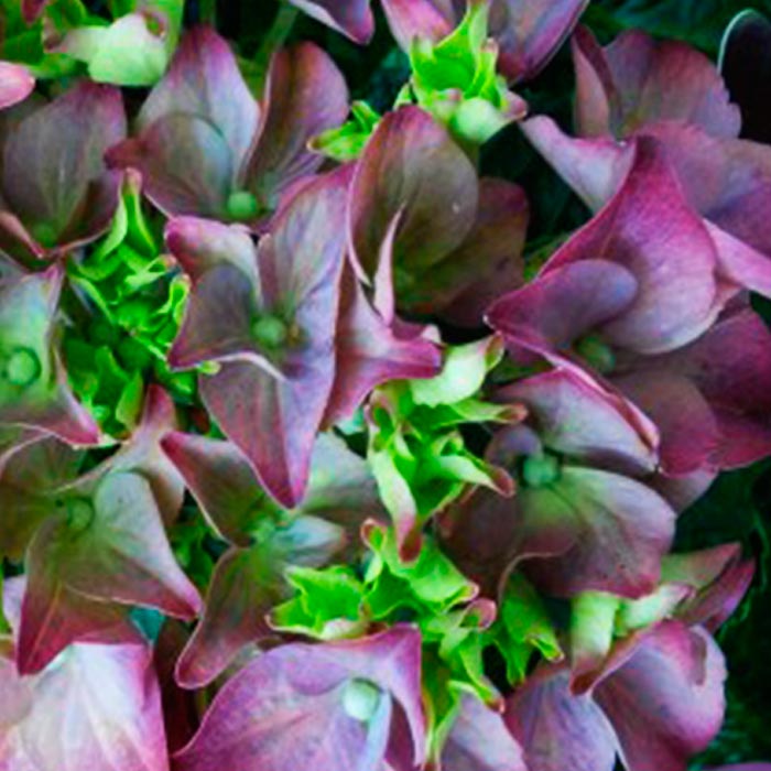 Гортензия макрофила Мюзик коллекшион Р20 Tw 