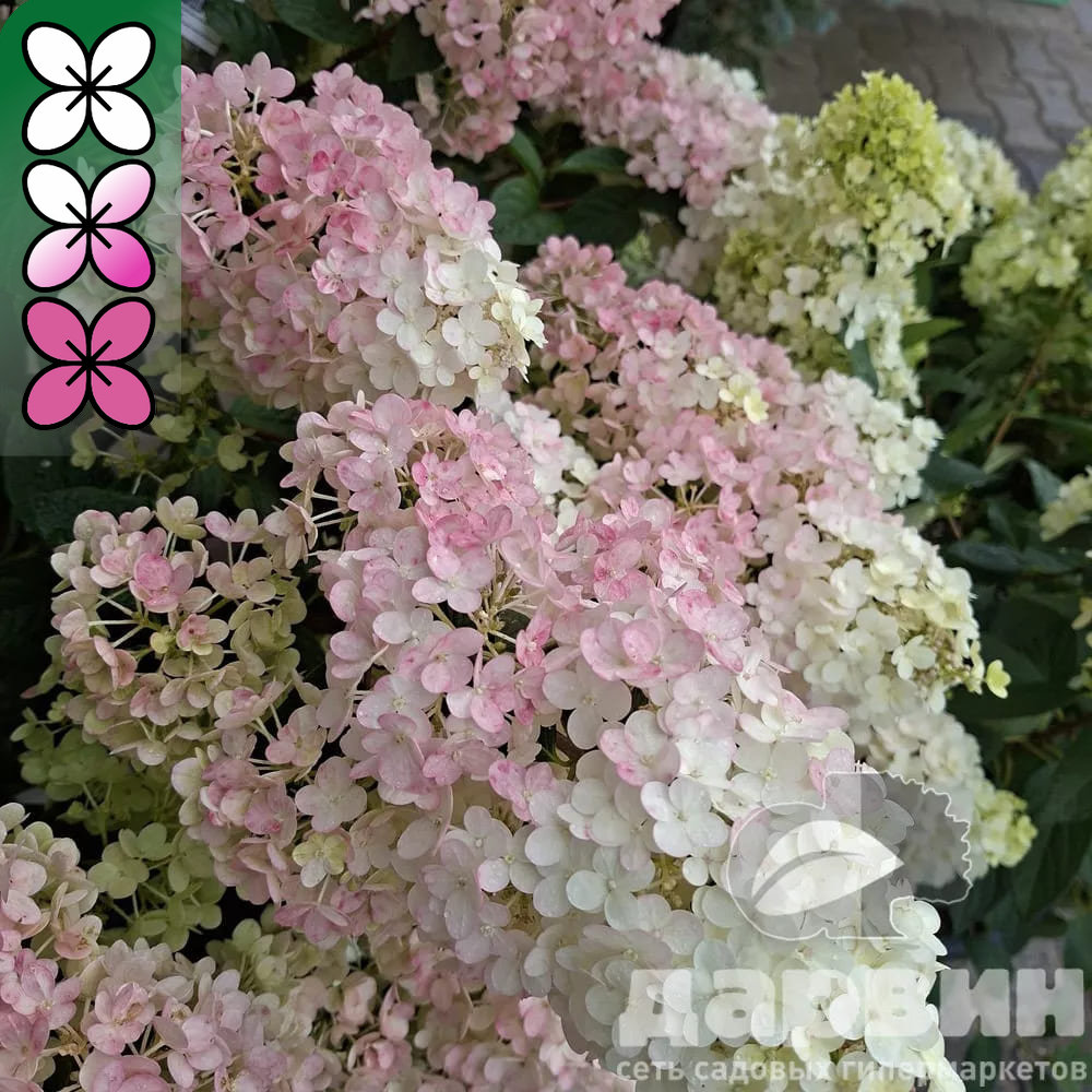 Гортензия метельчатая Сандей Фрайз C55, 40-60 YP 