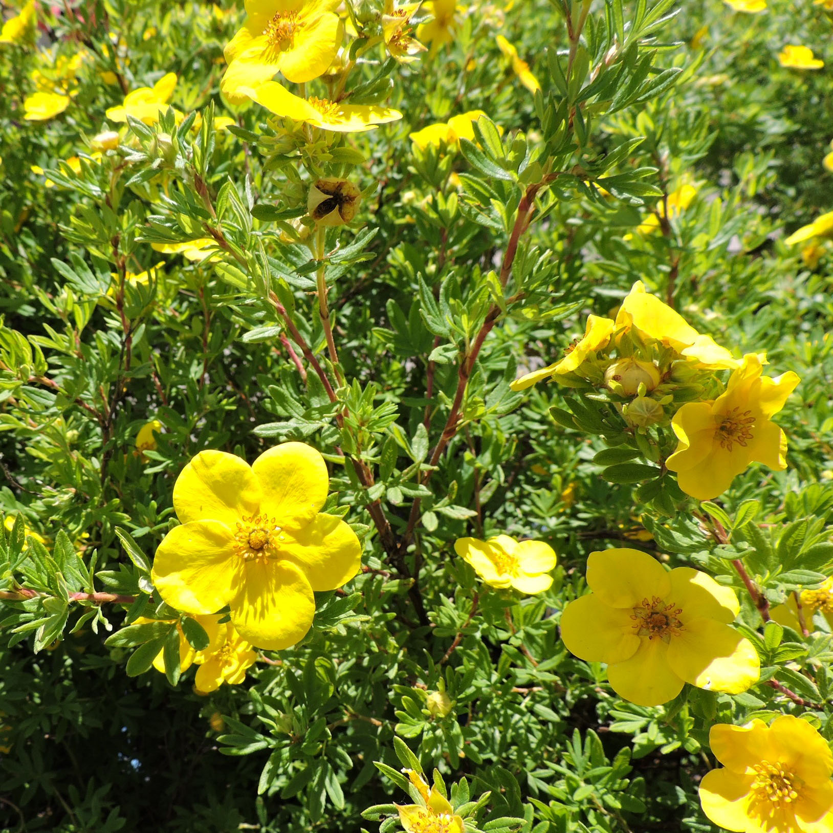 Лапчатка Голдштраус р9 Sw 