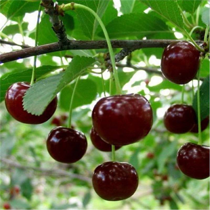 Вишня Загорьевская v7 100-140 Tim 