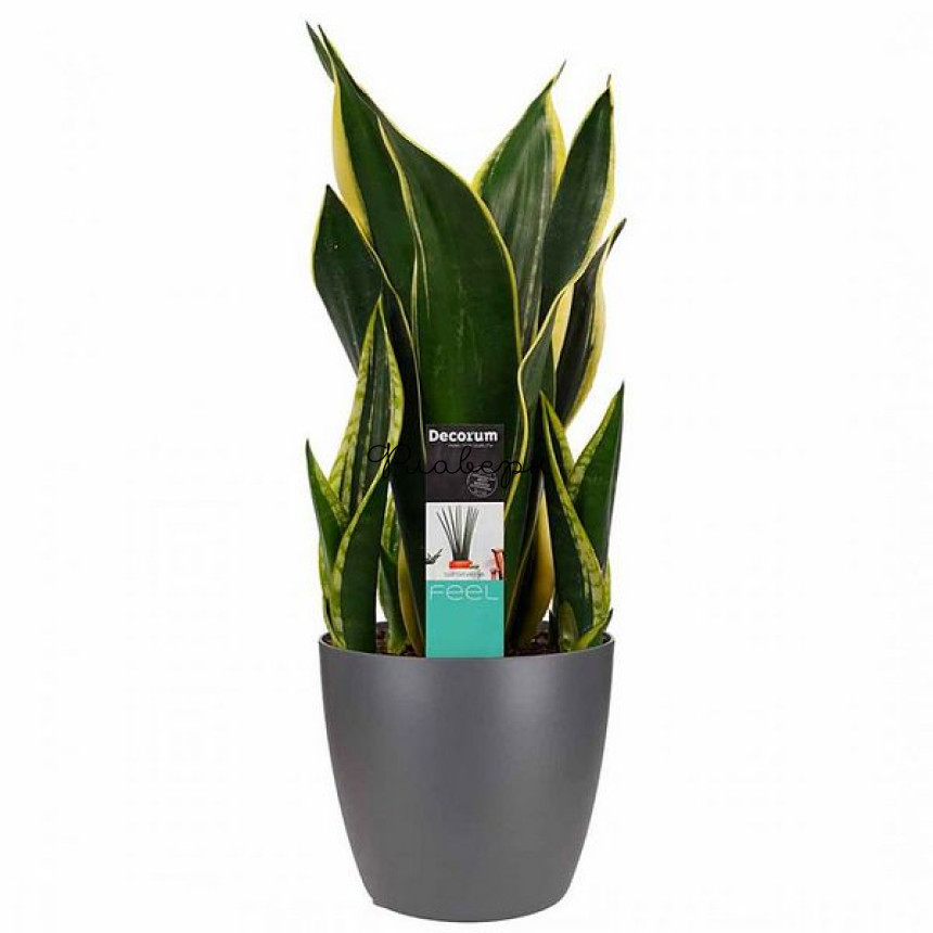 Сансевиерия Найт Шейд d12 h35 