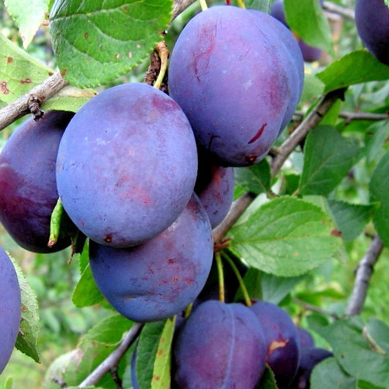 Слива Окская v7/10 120-140 Tim 