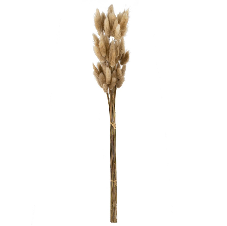 Сухоцветы Лагурус набор 50шт 65см, натуральный по цене 