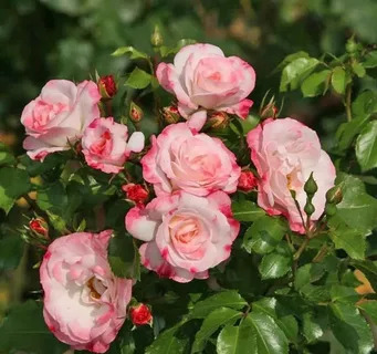 Роза Шраб Розенштадт Фрайзинг  в коробке Биосфера 