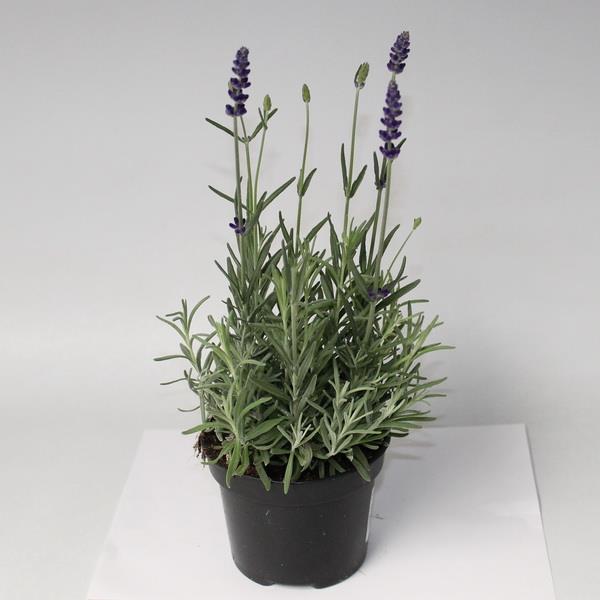 Лаванда Хидкот Р13 Tw 