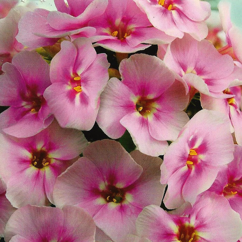 Флокс метельчатый Юник Биколор v2 Lav 