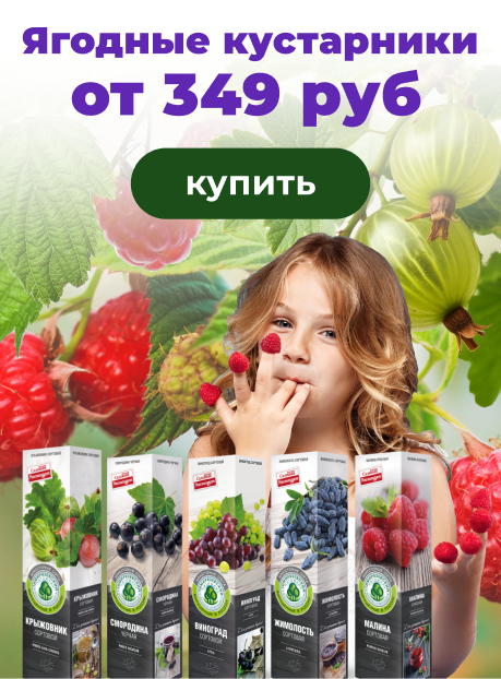 Ягодные саженцы в коробках