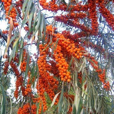 Облепиха Улала v2 Lav 