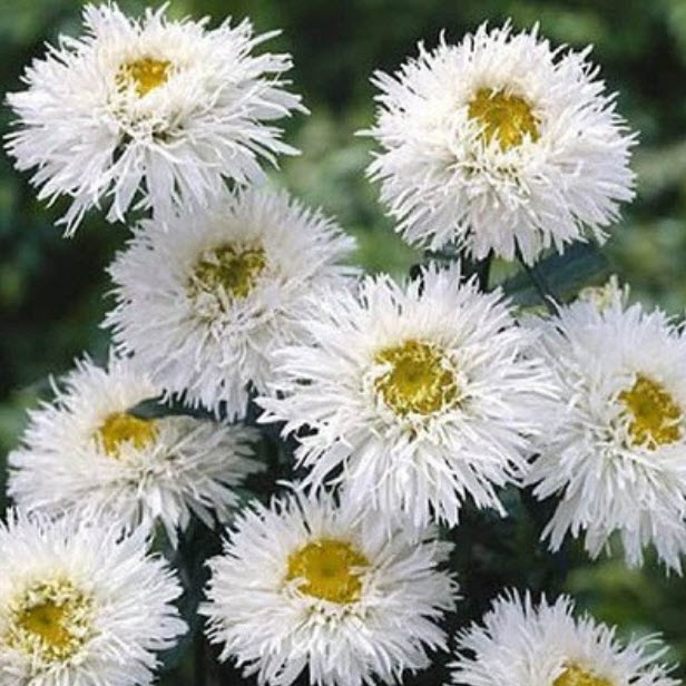 Нивяник Крейзи Дейзи d12 ХР 