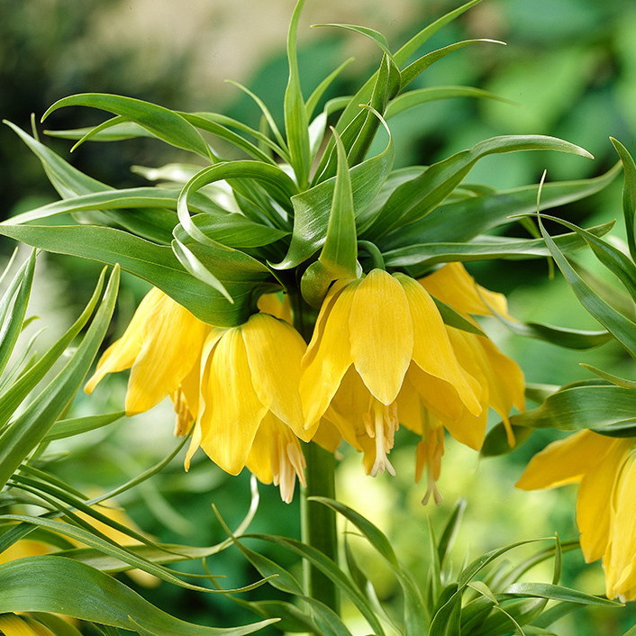 Луковица HBM Рябчик Императорский Лютея 18/20 1 шт 