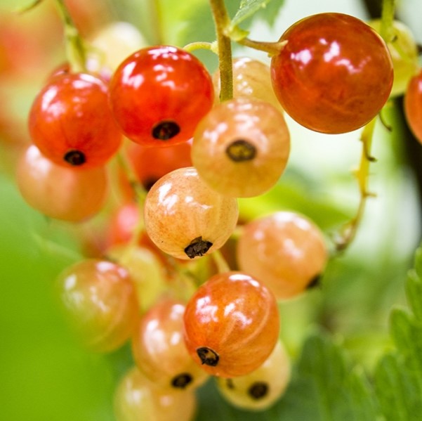 Смородина золотистая Солнышко v 2-3 Tim 