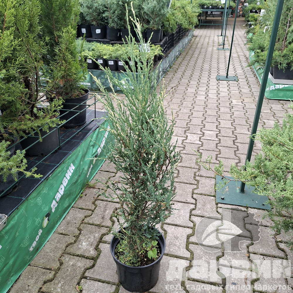 Можжевельник чешуйчатый Блю Айвори C5, 30-40см 