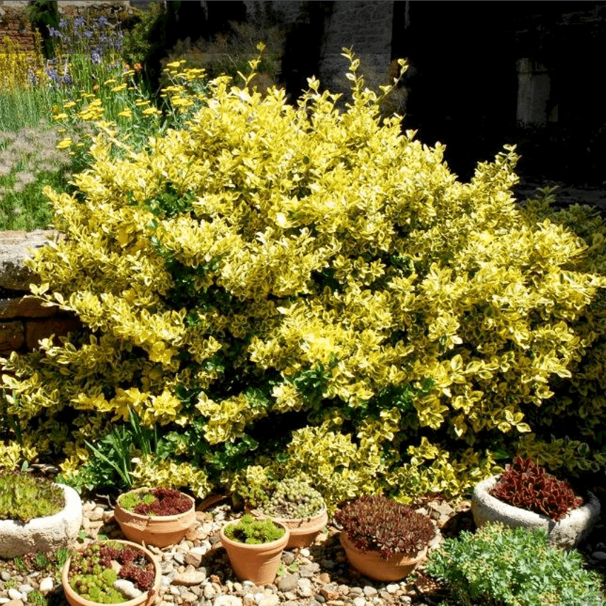 Бересклет японский Ауреус v2 Lav 