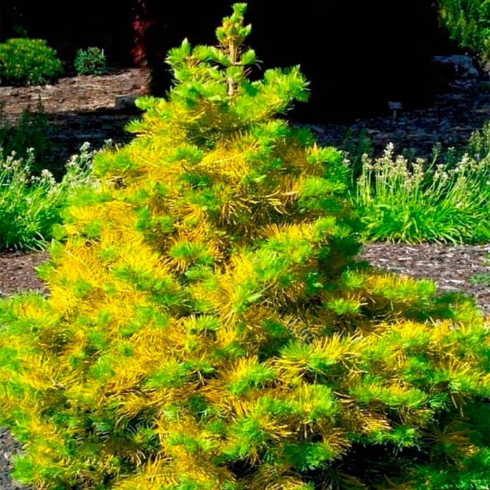 Растение пихта одноцветная Винтерголд 80-100 cm met kluit Mt по цене  Растение пихта одноцветная Винтерголд 80-100 cm met kluit Mt