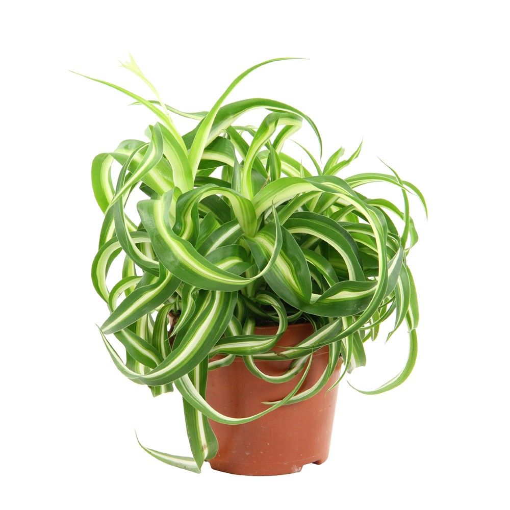 Хлорофитум Бонни d12 