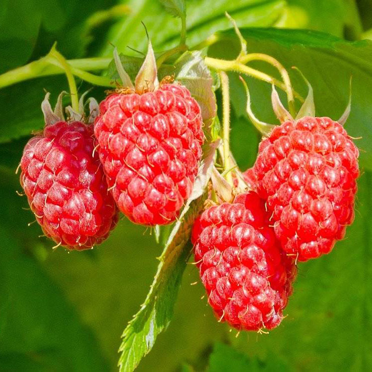 Малина ремонтантная Изобильная Казакова Р9 