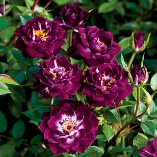 Роза Миниатюрная Даймонд Айс в коробке Биосфера 