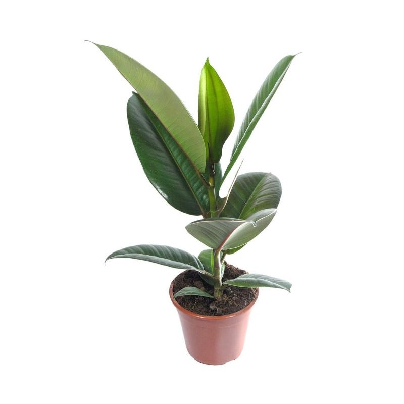 Фикус эластика Робуста d12 