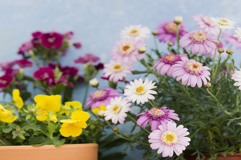 ТОП-5 надёжных летников 