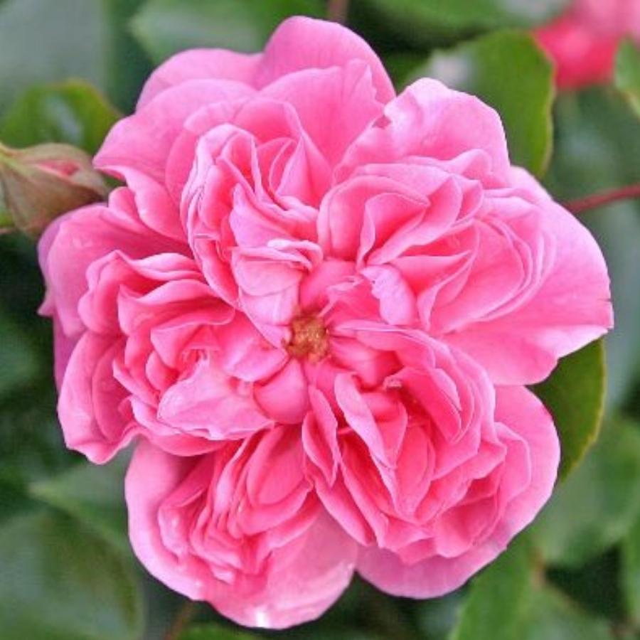 Роза на штамбе Пинк Свани C20, штамб 90 YP 