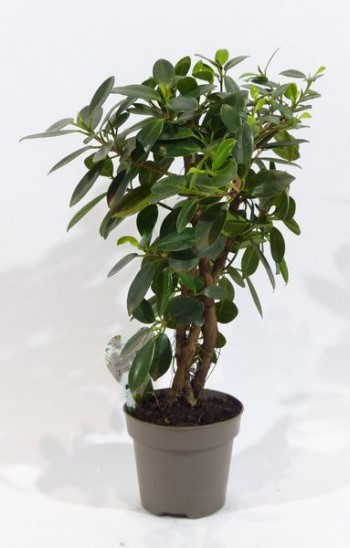 Фикус Майа d12 h40 штамб 