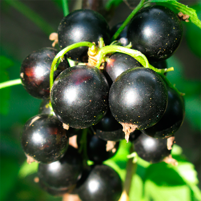 Смородина Сочная Мулатка, черная v2 Tim 