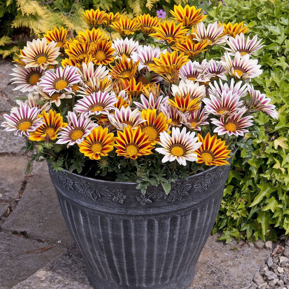 Газания в ассортименте d10 ЦВ 