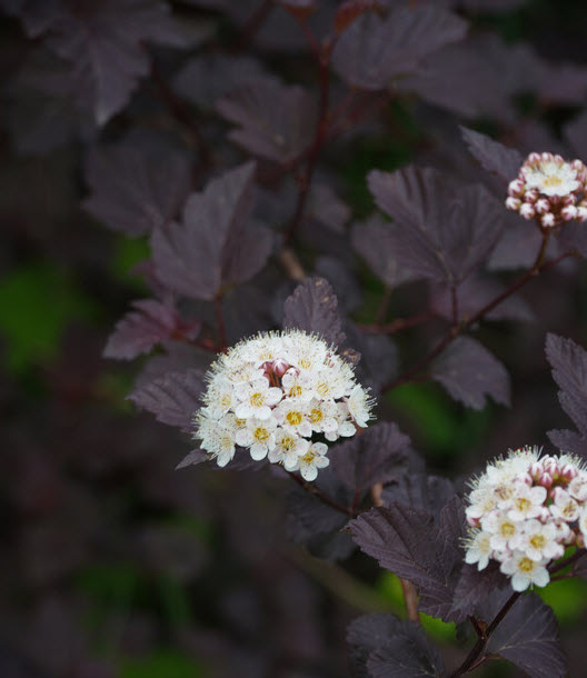 Пузыреплодник краснолистный, v3 h30-60 ЦВ 