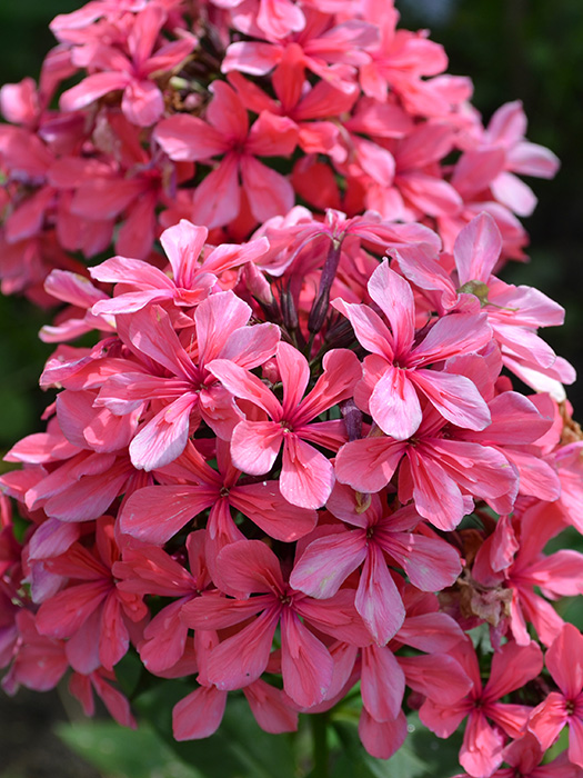 Флокс метельчатый Клеопатра d15 ХР 