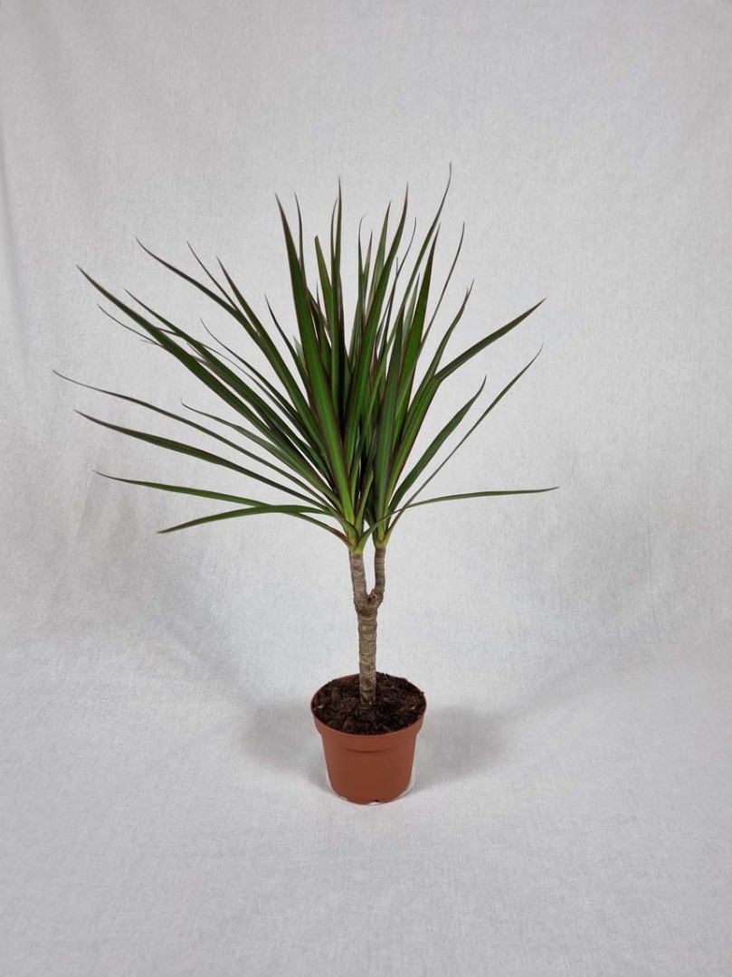 Драцена маргината d12 h40 