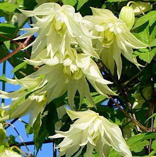 Клематис Лемон Дрим v2 CL 