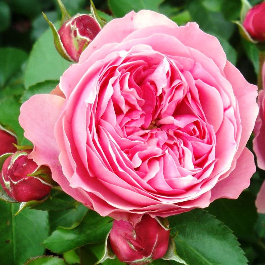 Роза Мейян флорибунда Леонардо да Винчи в коробке ЦО 