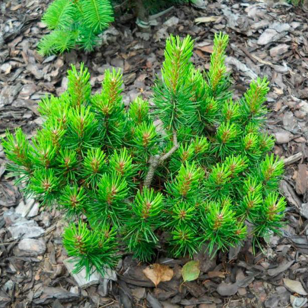 Растение сосна банкса Стиавница с2-3 3-летка Yos 