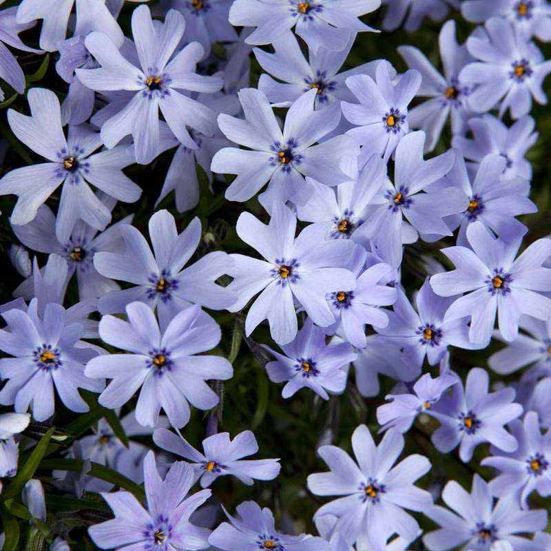 Флокс шиловидный Спринг лавандер р11 Sw 