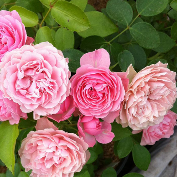 Роза почвопокровная Пинк Беллс розовый в коробке ЦО 