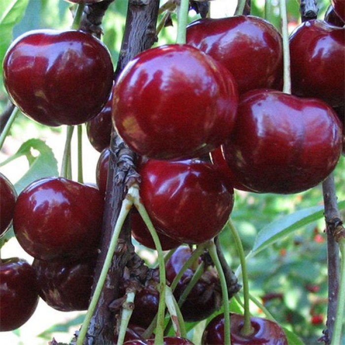 Дюк Надежда v7 100-140 Lav по цене  Дюк Надежда v7 100-140 Lav