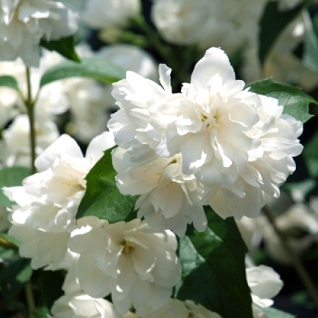 Чубушник венечный Шнеештурм v5 Lav 