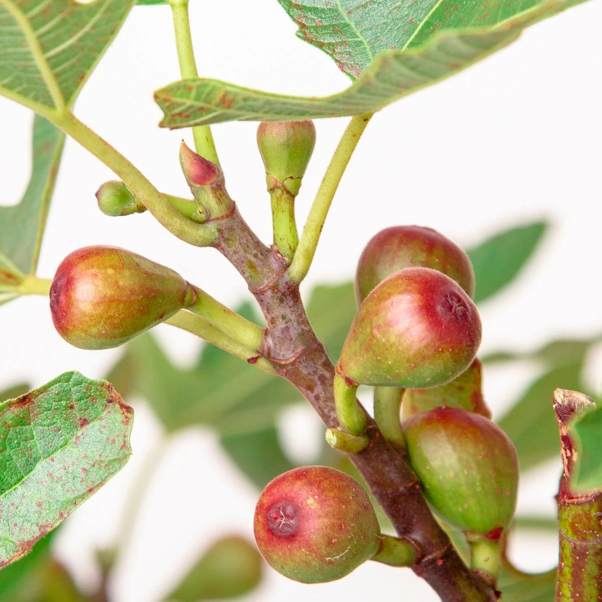 Инжир Литл Мисс Фигги v2 Lav по цене  Инжир Литл Мисс Фигги v2 Lav