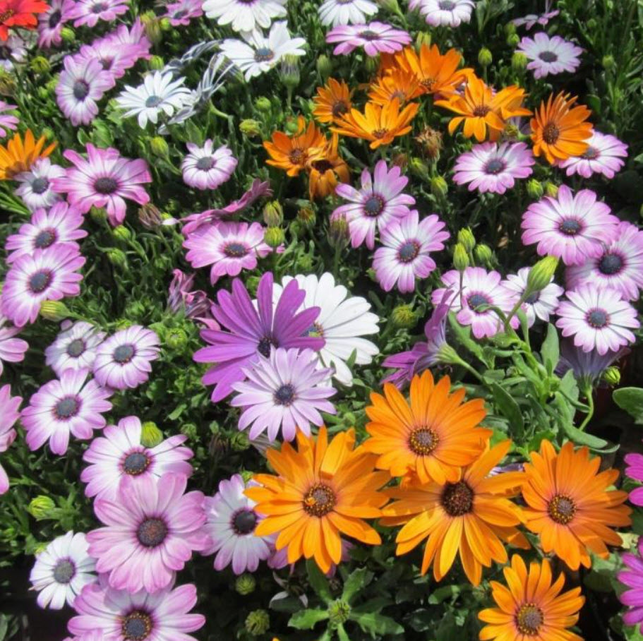 Остеоспермум гибридный крупноцветковый  d12 ЦВ 