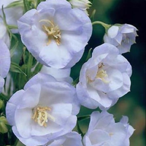 Колокольчик Ла Белло Бланче v2 Tim 