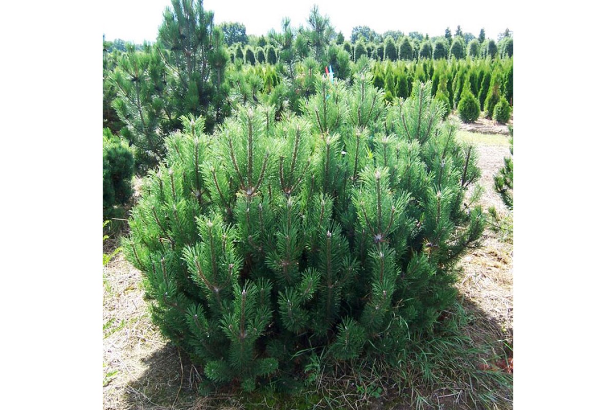 Сосна горная v35 60-80 по цене  Сосна горная v35 60-80