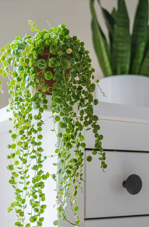 Пеперомия Прострата d10 ХР 